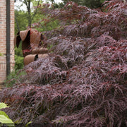 Japanese Maple, Crimson Queen #15